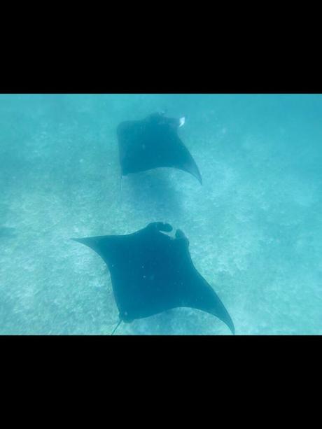 Two large manta rays swim gracefully underwater, seen from above as they glide through the clear, blue-green ocean.