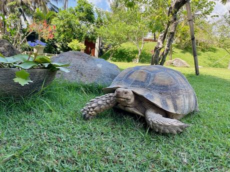 A large tortoise sitting on green grass in a tropical garden, surrounded by colorful flowers and palm trees.