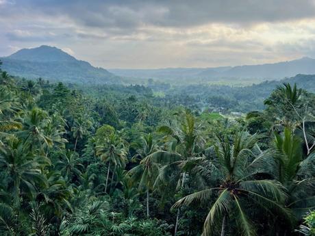 A panoramic view of a tropical forest, with a wide expanse of palm trees and hills stretching into the misty horizon.