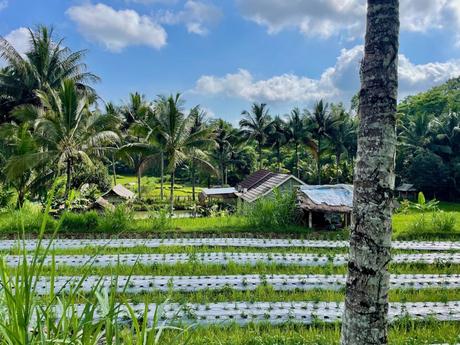 A tropical farm scene featuring palm trees, thatched huts, and rows of crops under a blue sky with scattered clouds.