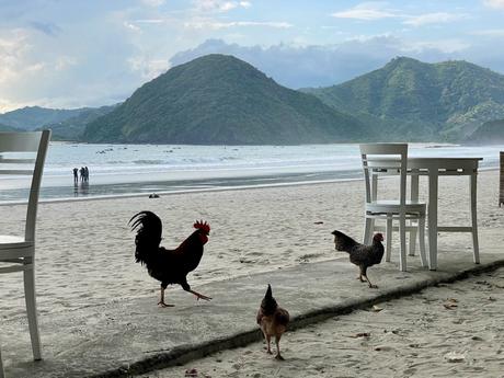 A rooster and two chickens walking on the beach next to white chairs, with a scenic view of the ocean and hills in the background.