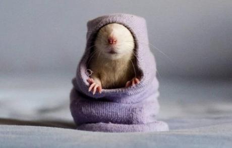 Rat wearing a sock