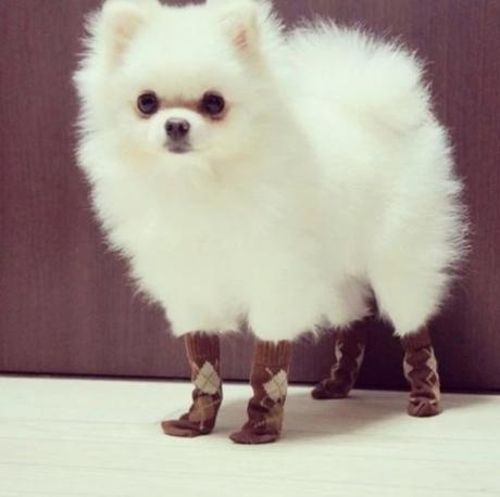 Dog wearing socks