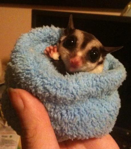 sugar glider wearing a sock