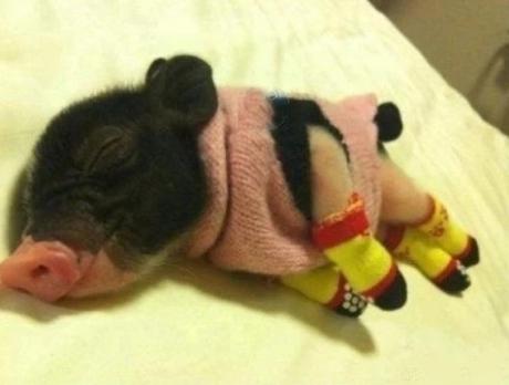 Micro pig wearing socks