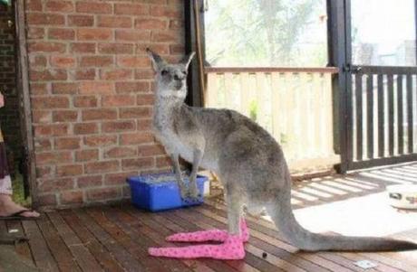 Kangaroo wearing socks