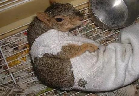 Squirrel wearing a sock