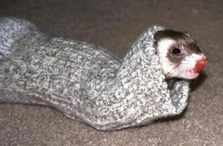 Stoat wearing a sock