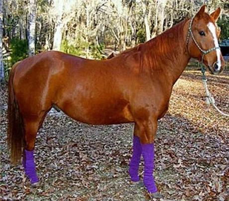 Horse wearing socks