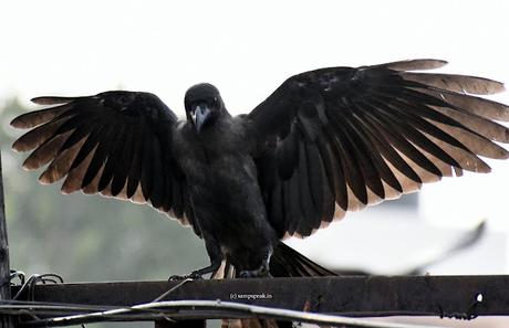 the wings of Crow !!  ~  காக்கை சிறகினிலே நந்தலாலா