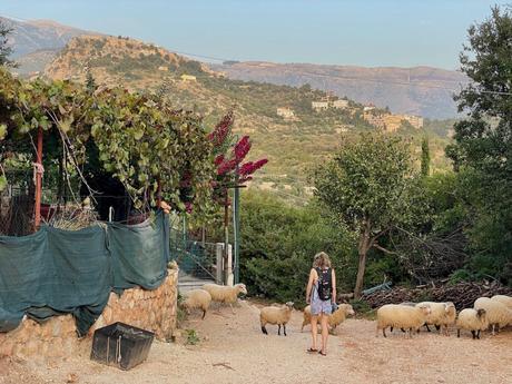 A woman walking down a rustic path in a small rural village, surrounded by a flock of sheep. In the background, there are vineyards, hills, and distant houses scattered across the landscape.