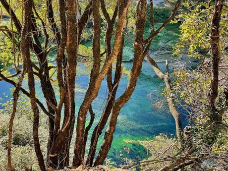 A glimpse through several tall trees reveals a clear blue-green river below, with vibrant vegetation lining the banks.