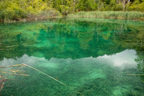 A close-up of crystal-clear turquoise water in Plitvice Lakes, with plants growing beneath the surface and trees reflecting on the water's still surface.