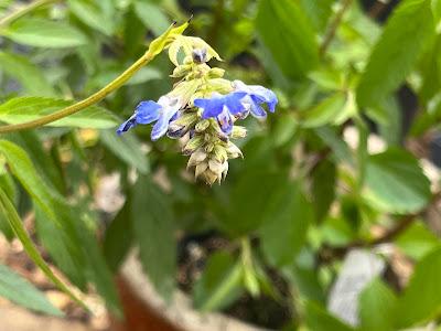 A visit to Norwell Nurseries