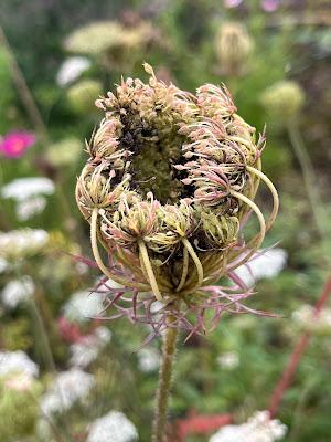 A visit to Norwell Nurseries