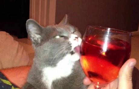 Cat Drinking Wine