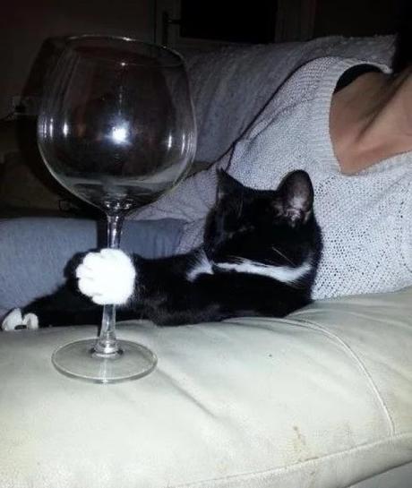 Cat Drinking Wine