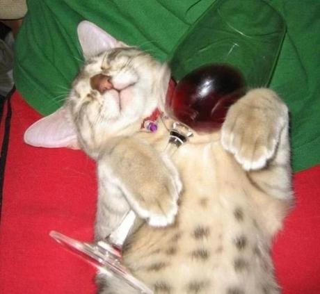 Cat Drinking Wine