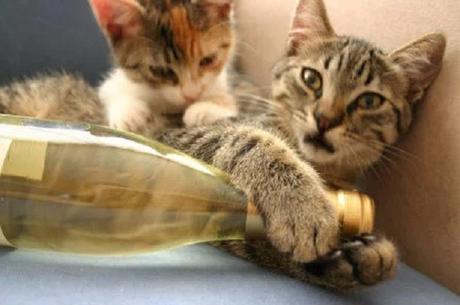 Cats Drinking Wine