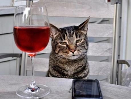 Cat Drinking Wine