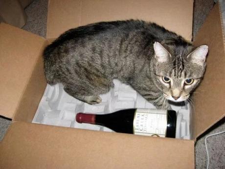 Cat Drinking Wine