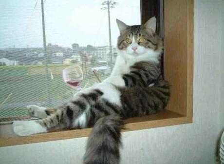 Cat Drinking Wine