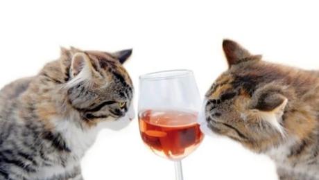 Cat Drinking Wine