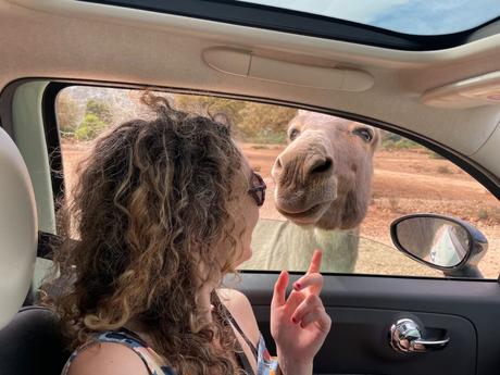 A playful scene where a woman in a car reaches out toward a curious donkey peeking through the open window, with dry fields visible in the background.