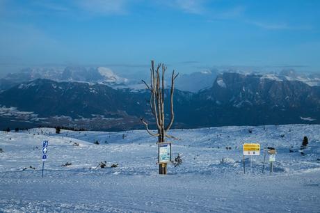 A lone, leafless tree standing in the middle of a snowy landscape with a backdrop of distant snow-covered mountains under a clear blue sky.