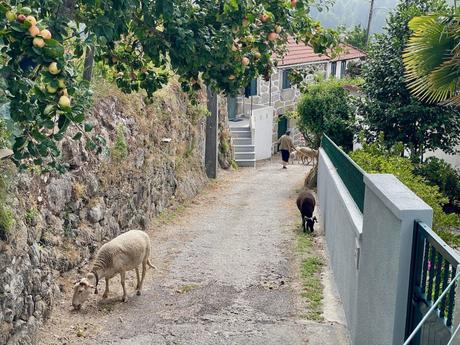 A narrow village path lined with stone walls and lush greenery, with sheep grazing along the side. A person is seen walking further down the path, leading the sheep toward a rustic house in the distance.