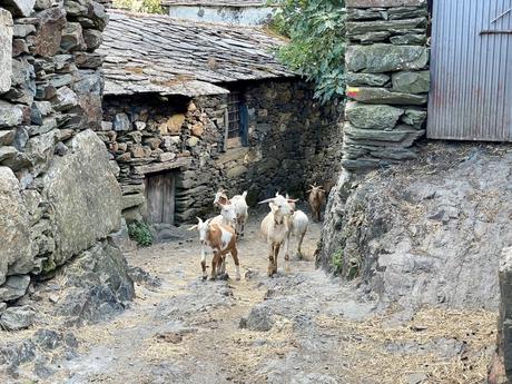 A narrow stone path between old, rustic stone houses with goats wandering freely. The scene evokes a peaceful rural village atmosphere, with the goats walking along the rocky terrain.