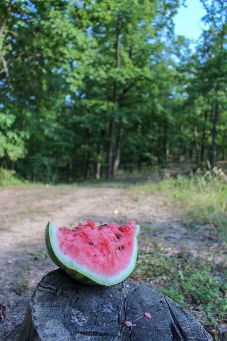 A half-eaten slice of watermelon sits on a tree stump in the middle of a forest clearing, with tall green trees surrounding the scene.