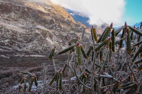 Close-up of frost-covered vegetation in a mountainous landscape. The red-tipped green leaves are dusted with frost, contrasting with the rocky and snowy terrain in the background.