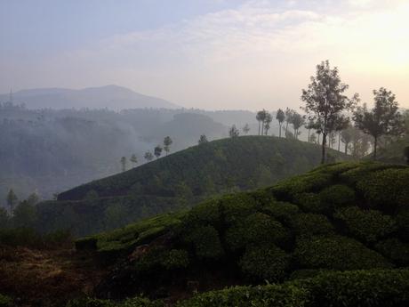 A misty morning view of rolling tea plantations in Munnar, Kerala, with rows of tea bushes covering the hillsides and scattered trees dotting the landscape.