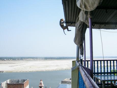 A monkey playfully hangs from a corrugated roof in Varanasi, with a river and a vast sandy shore visible in the distance under a bright sky.