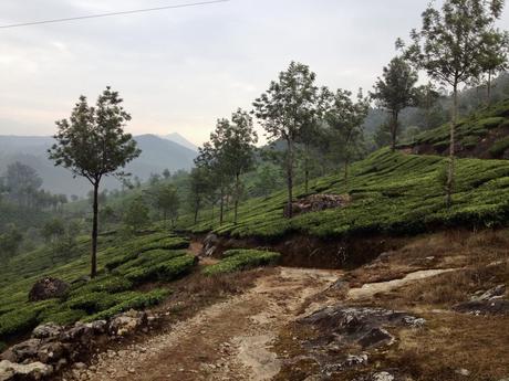 A dirt path winding through green tea fields on a hillside in Munnar, Kerala, with sparse trees and mountainous terrain in the background.