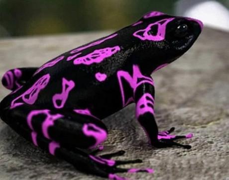 Atelopus