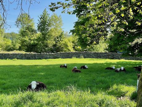 A group of sheep with dark brown bodies and white faces lie in a lush green field. A stone wall runs along the back, with trees providing shade.