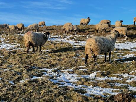 A flock of sheep roam on a snow-dappled hillside, some grazing on patches of brown grass. The bright blue sky contrasts with the wintry scene.