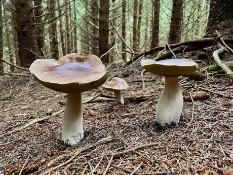 A trio of large mushrooms growing in the forest floor, surrounded by fallen leaves and pine needles, with pine trees in the background.