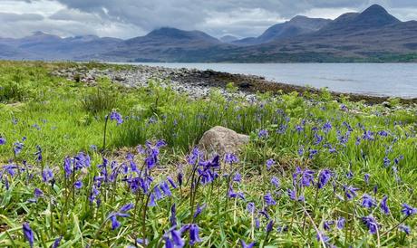 A field of vibrant bluebells near the shore of a lake, with rocky terrain and majestic mountains rising in the distance under cloudy skies.