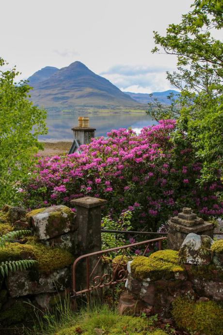 A blooming rhododendron bush with vibrant pink flowers, framing a view of a mountain across a calm body of water, with a rustic stone fence in the foreground.