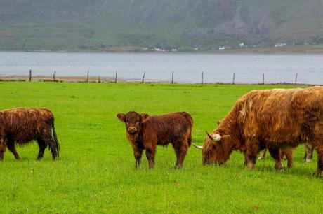 Highland cows grazing on a lush green field near a lake in Scotland, with distant white houses dotting the hillside and mountains in the background.