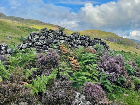 A stone wall, partially overgrown with ferns and heather, stands amid a hilly, green landscape with cloudy skies in the background.