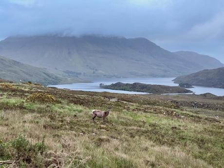 A deer stands looking at the camera in a remote area of northern Scotland with a lonely lake and a mountain partially obscured by cloud beyond.