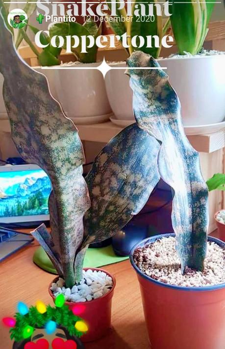 Transparency Matters: Unboxing Rare Snake Plants – Sansevieria Coppertone & Whale Fin 🌿