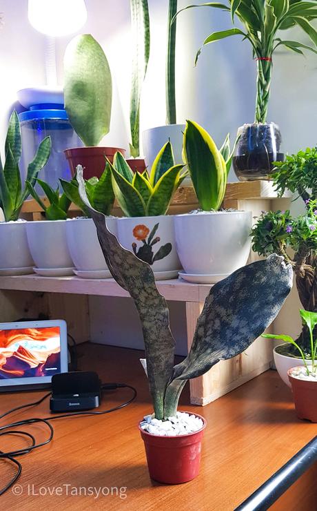 Transparency Matters: Unboxing Rare Snake Plants – Sansevieria Coppertone & Whale Fin 🌿