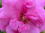 Genus Rosa, Family Rosaceae ரோஜாவை தாலாட்டும் தென்றல்