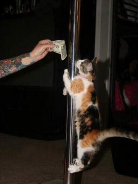 Pole Dancing Cat