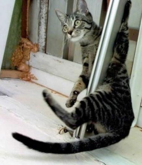 Pole Dancing Cat